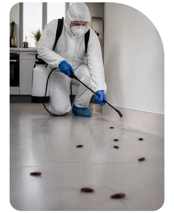 Обработка квартиры от тараканов в Магадане по цене от 2045 р. | Сенат-Мгд